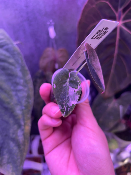 Alocasia Sendenii Pink ( Corm Grow )