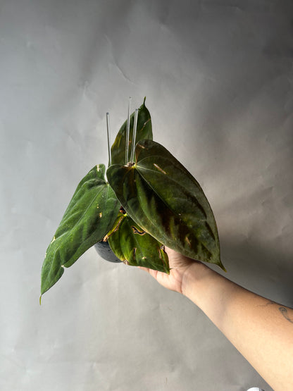 Anthurium RVDP x Ree