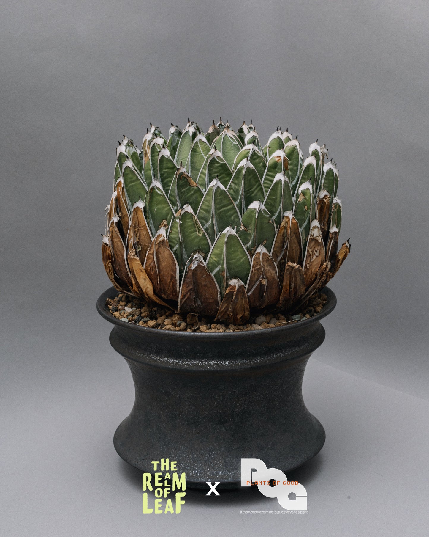 Agave Victoriae-reginae