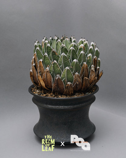 Agave Victoriae-reginae