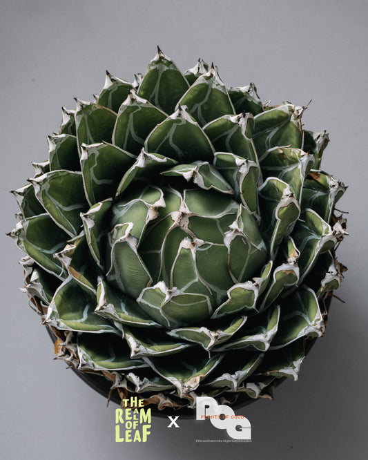Agave Victoriae-reginae