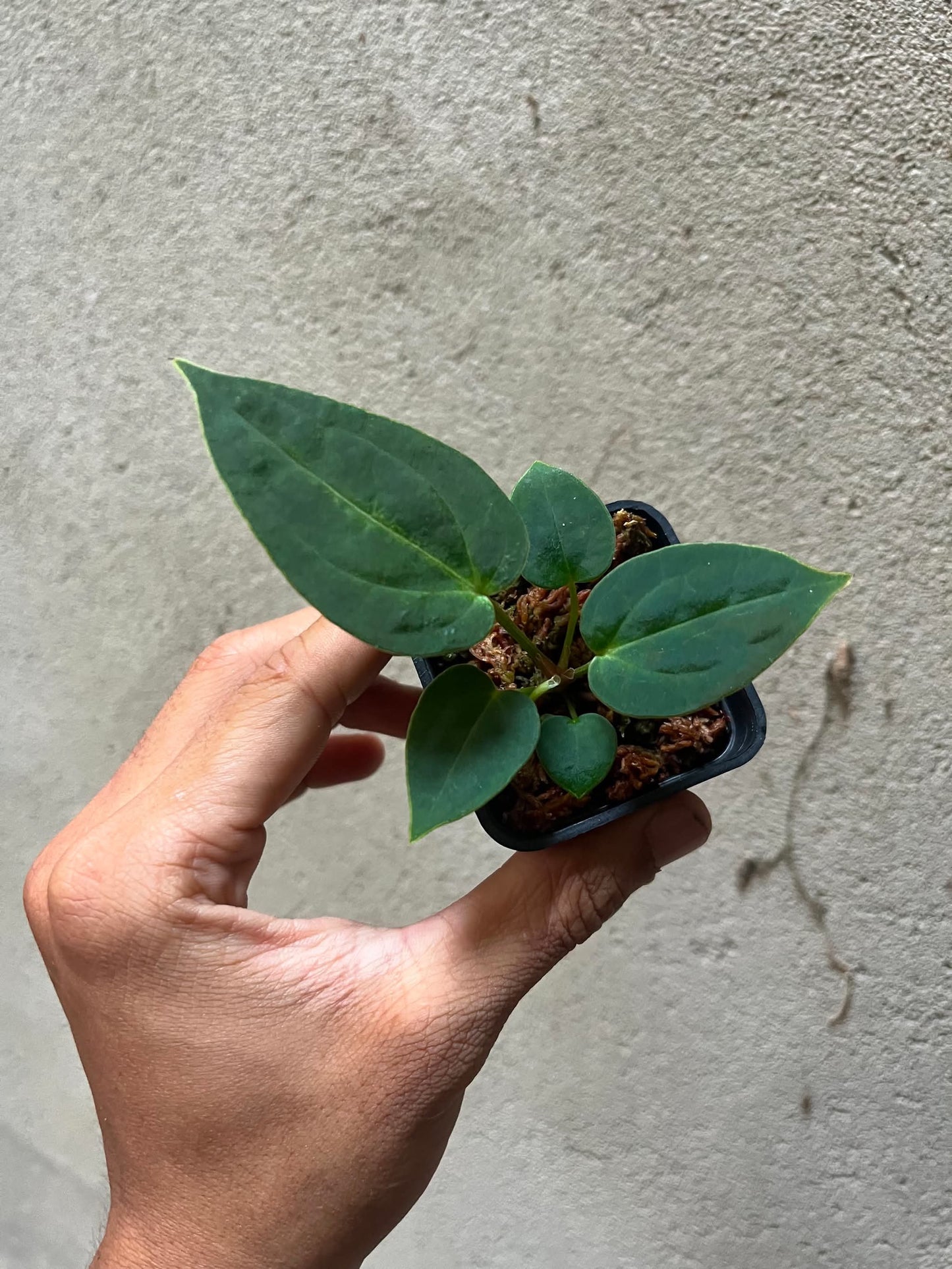 Anthurium (DH x RVC) Var x (DH x RVC) by Han Kirok