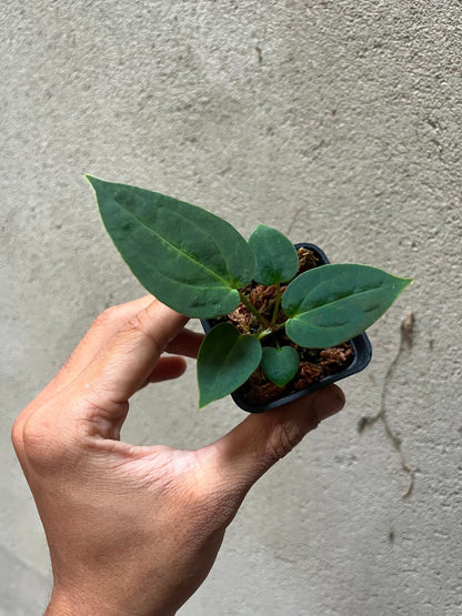 Anthurium (DH x RVC) Var x (DH x RVC) by Han Kirok