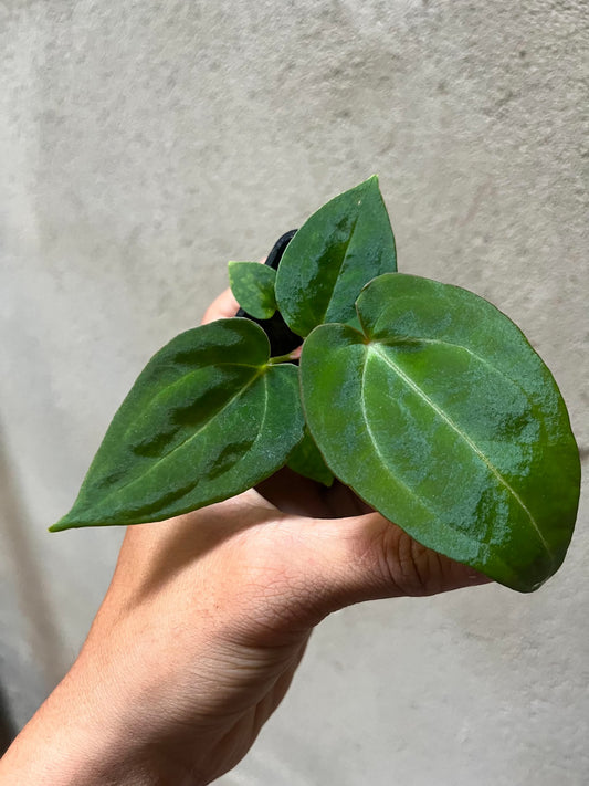 Anthurium (DH x RVC) Var x (DH x RVC) by Han Kirok