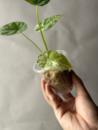 Alocasia Sinuata Albo