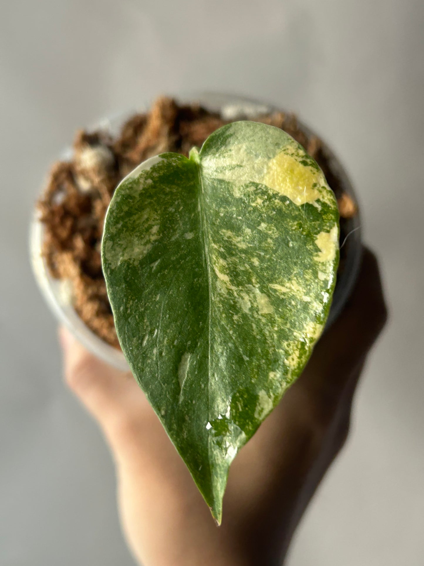 Monstera Thai Constellation “Miracle” Cutting