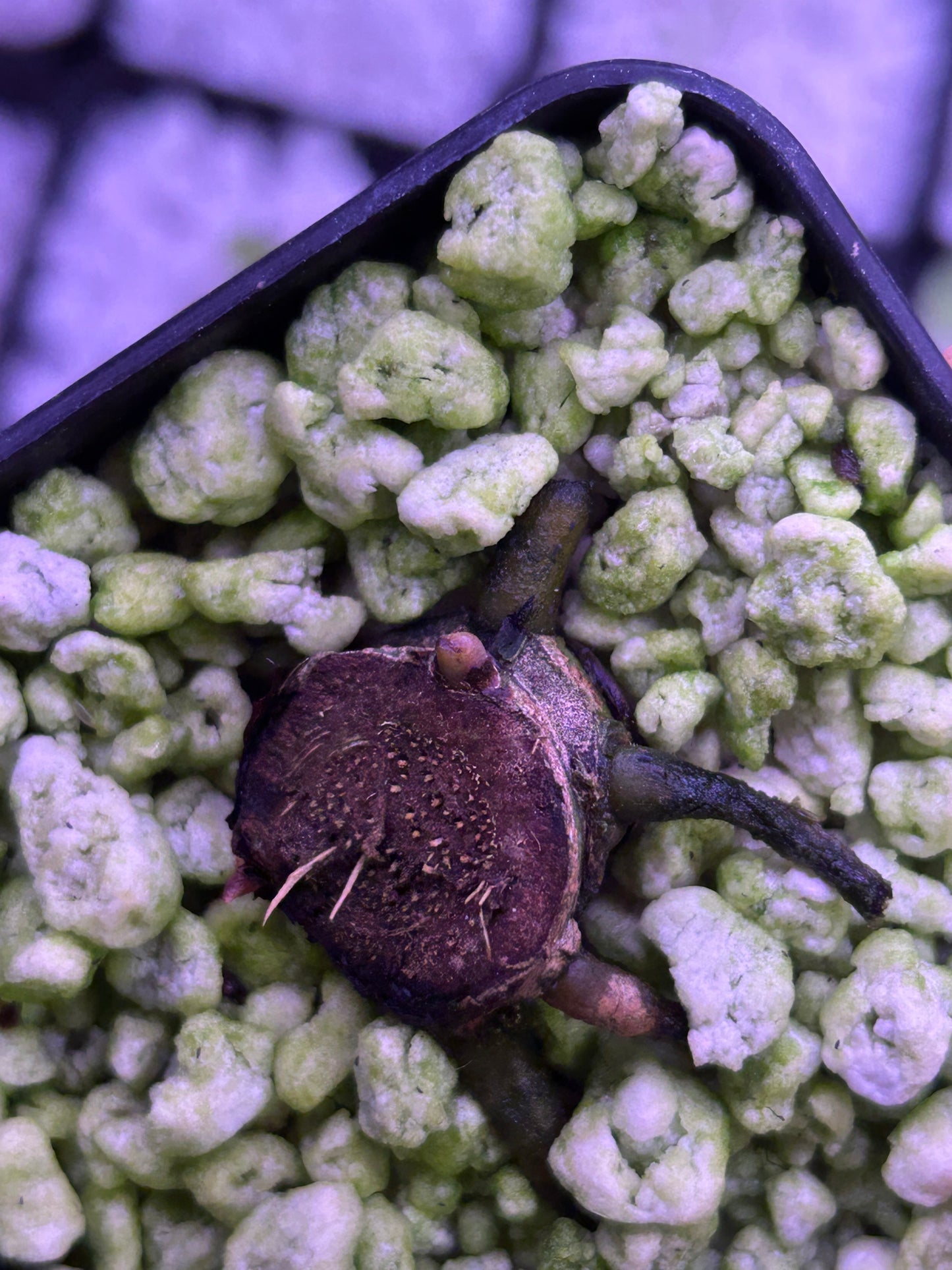 Anthurium Blood Moon (AUS Clone) Chunk with 2 growth