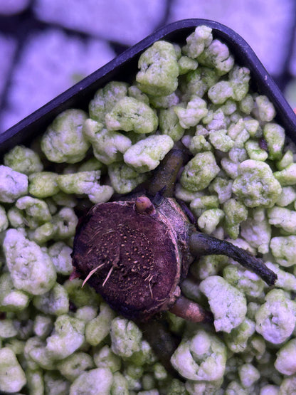 Anthurium Blood Moon (AUS Clone) Chunk with 2 growth