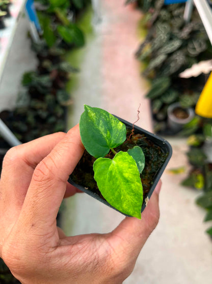 Variegated Anthurium ( Pap Var x RL) x X1 by Han Kirok