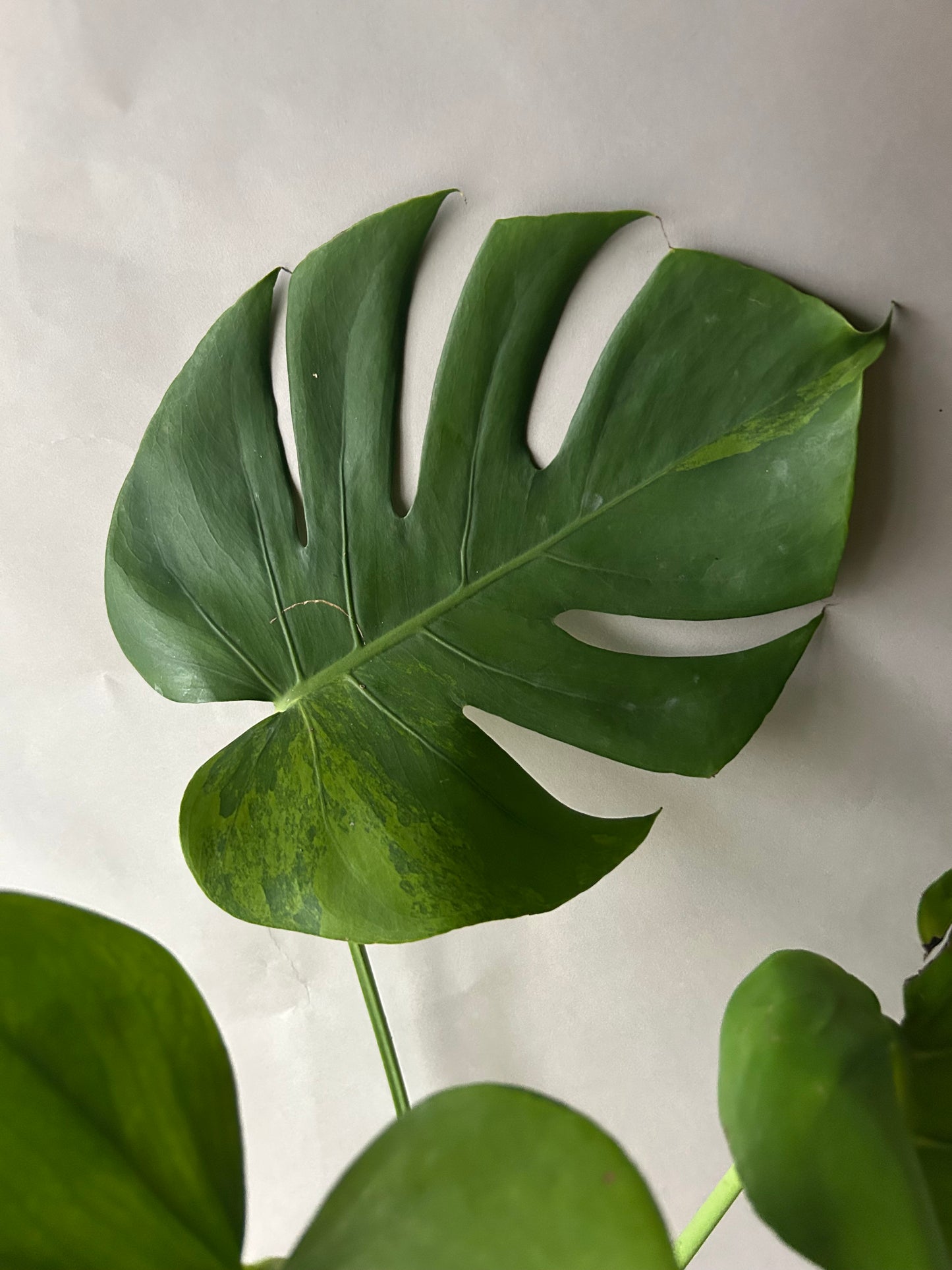 Monstera Deliciosa Green-On-Green