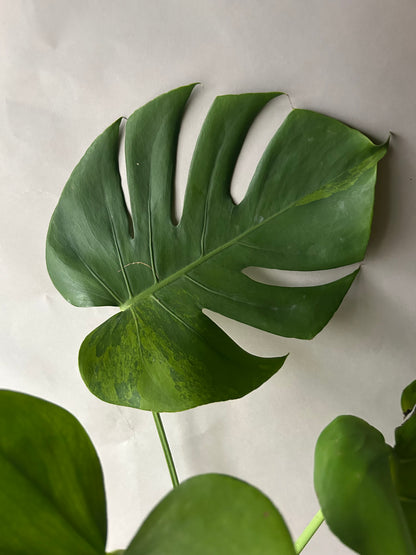 Monstera Deliciosa Green-On-Green