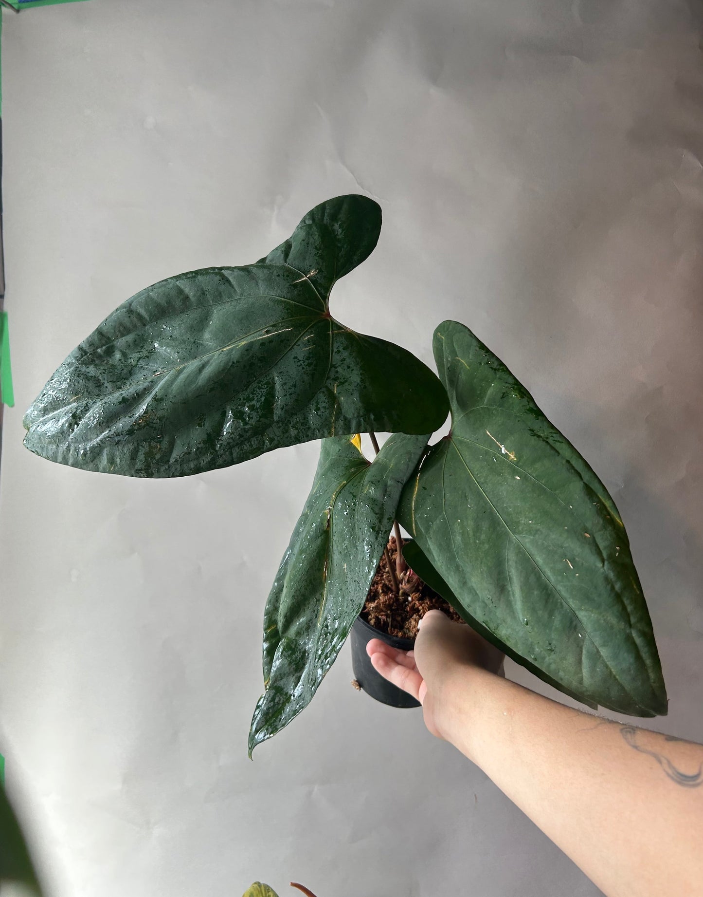 Anthurium RVDP x Portillae “ Doritos “