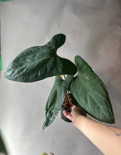 Anthurium RVDP x Portillae “ Doritos “