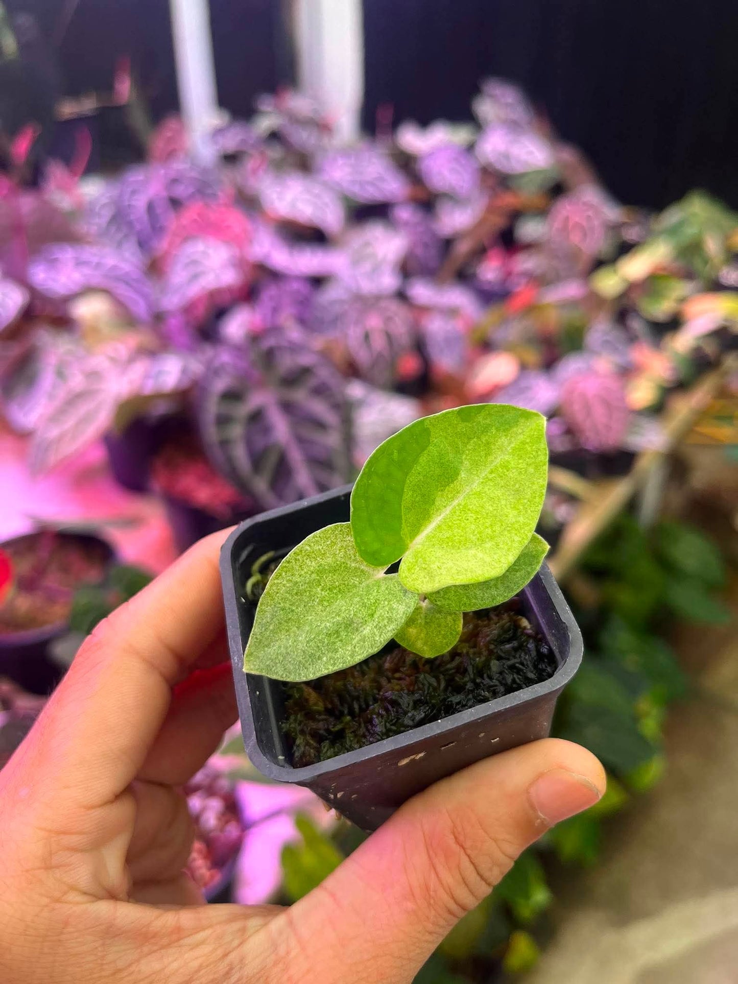 Variegated Anthurium (Pap Var x RL) x (DocBlock x RVDP) by Han Kirok