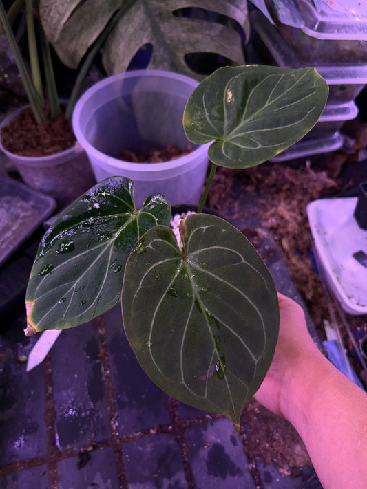 Anthurium King Of Spade