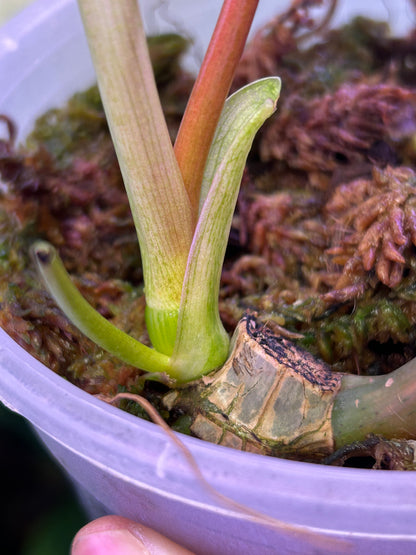 Philodendron Mayoi Variegated