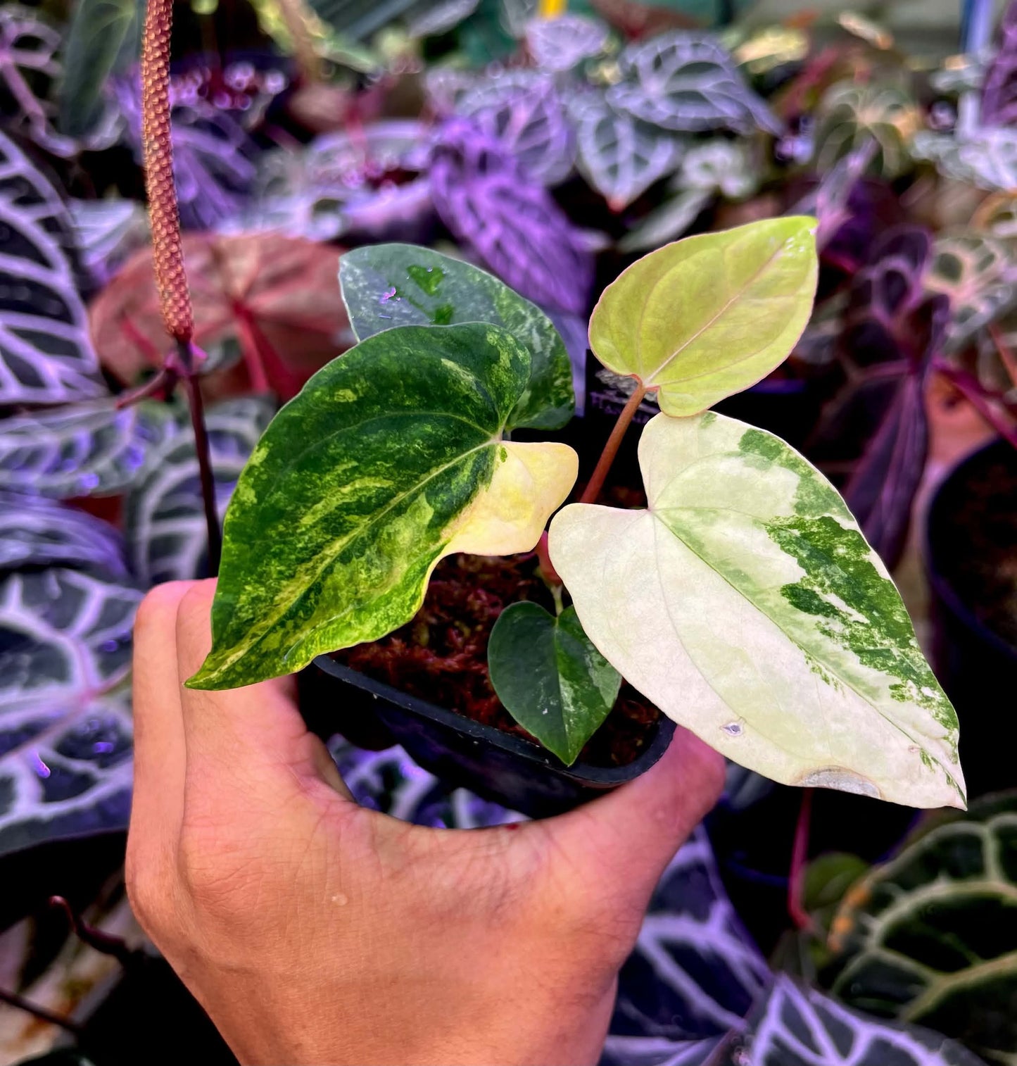 Variegated Anthurium ( Pap Var x Guna Yala) x Var ( Pap Var x Carlablackie) by Han Kirok