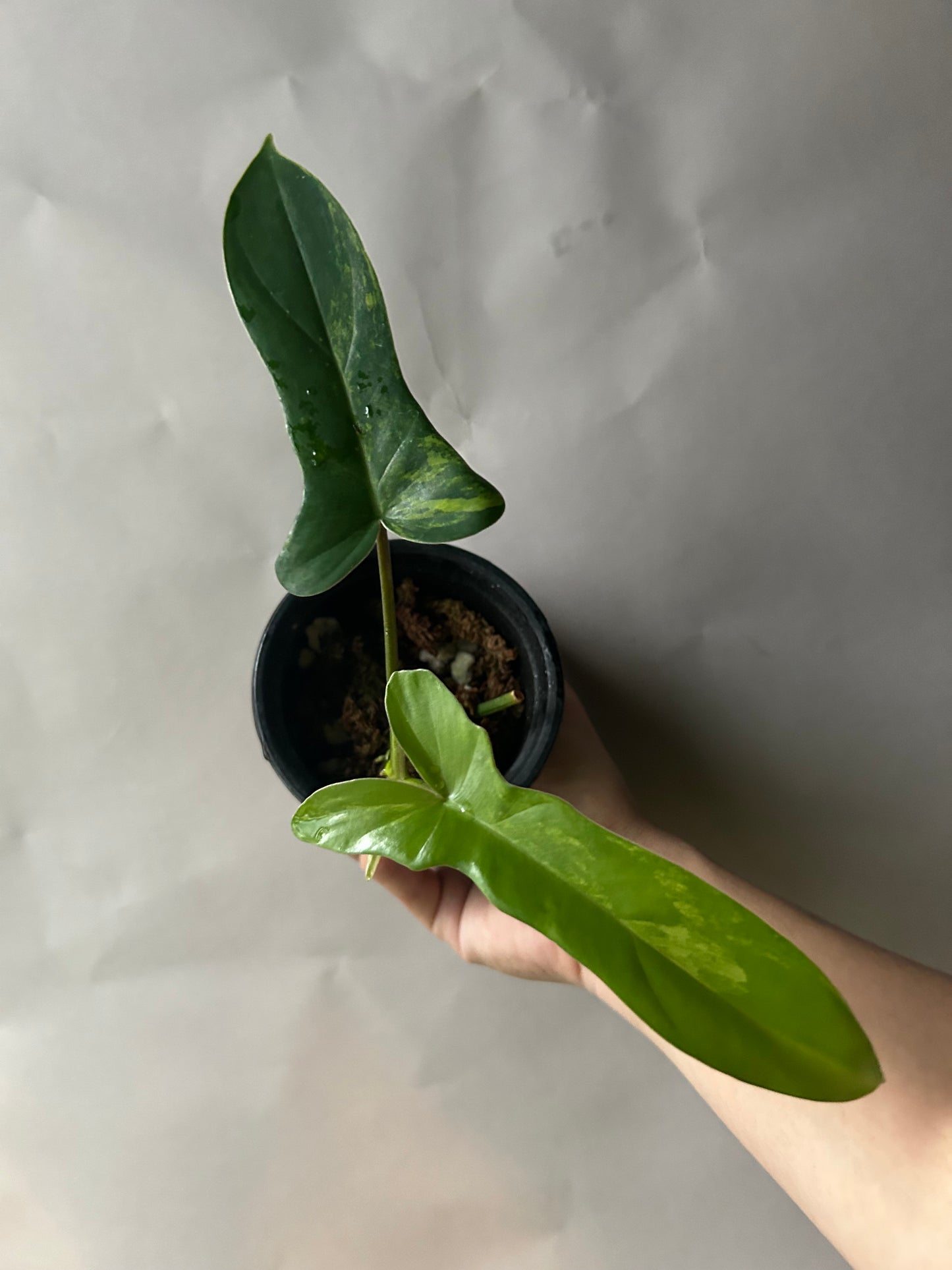 Philodendron Florida Beauty x Mayoi ( Kitina )
