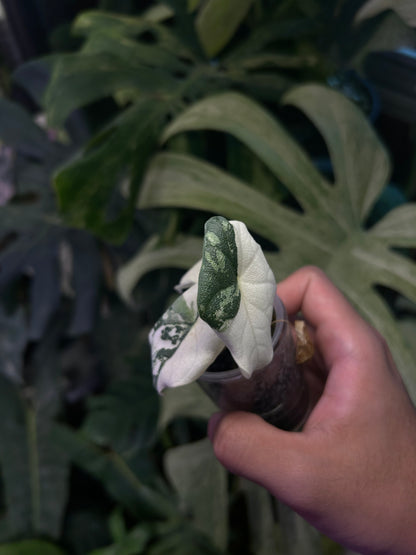Alocasia Melo Albo