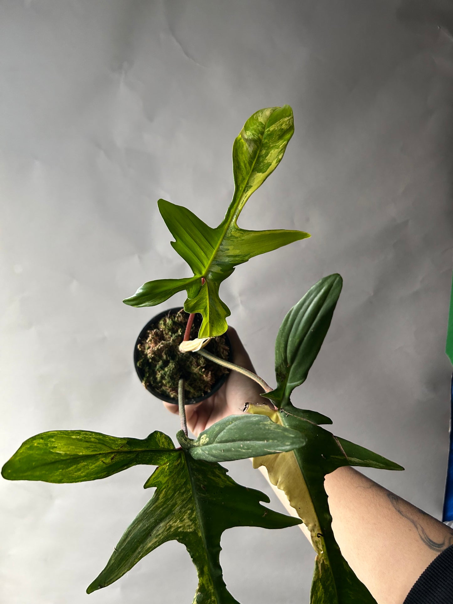 Philodendron Florida Beauty