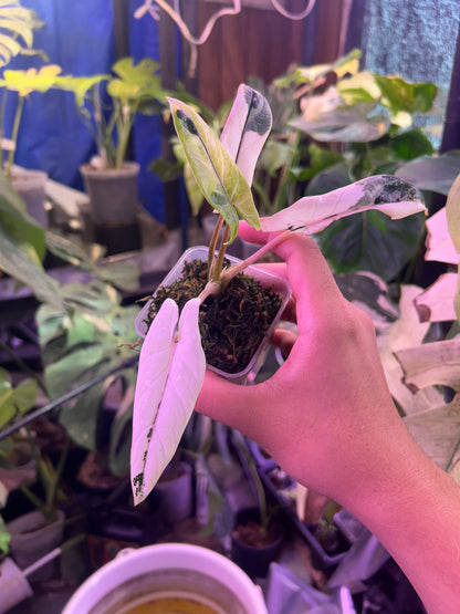 Alocasia Scalprum Albo Pink Vein Corm