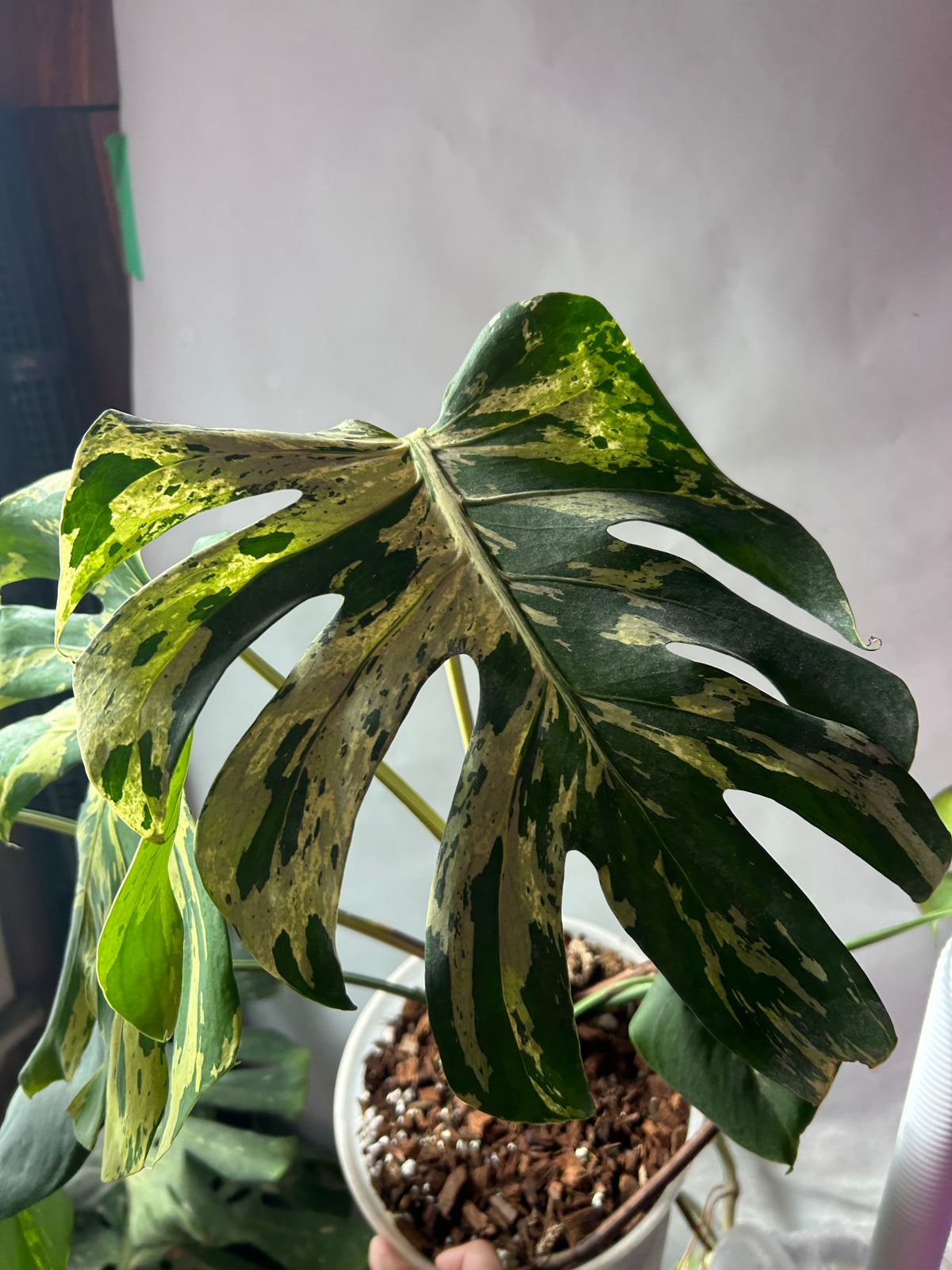 Monstera Bulbasaur XXXL