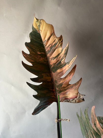 Philodendron Caramel Marble Cutting