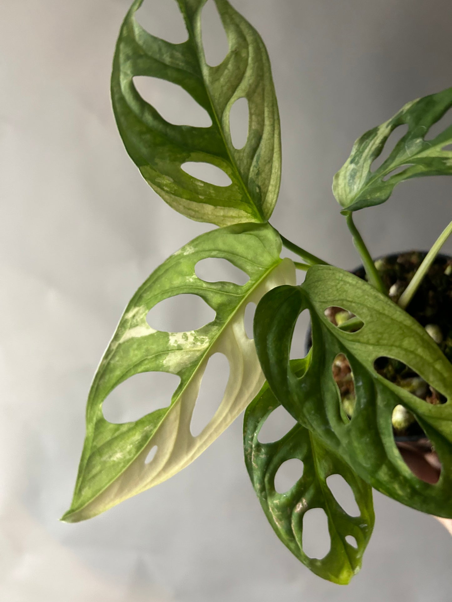 Monstera Adansonii Tricolor