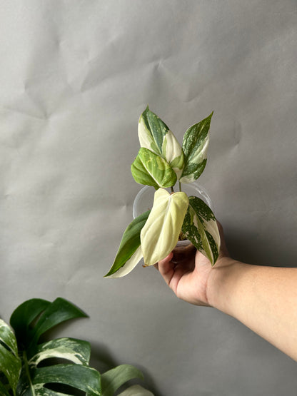 Philodendron Gloriosum Tricolor aka Galaxy