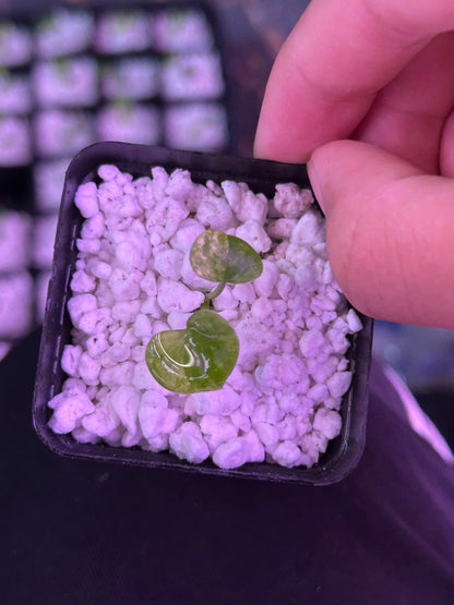 Variegated (Crystallium x AOS) x (SKG Pink Lemonade x RC)