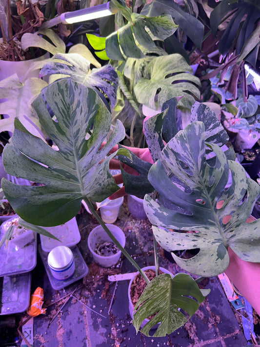 Monstera Vietciosa