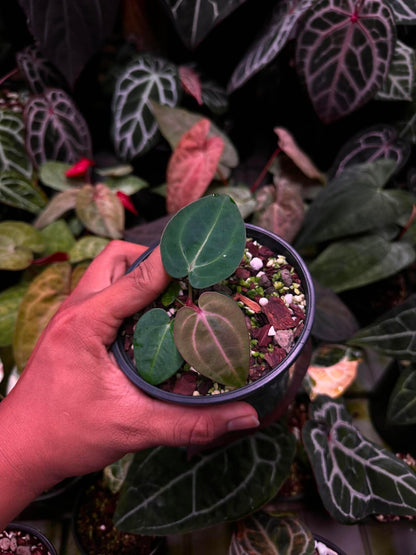 Anthurium (Carlablackie ‘District’ x Carlablackie RA8) S1