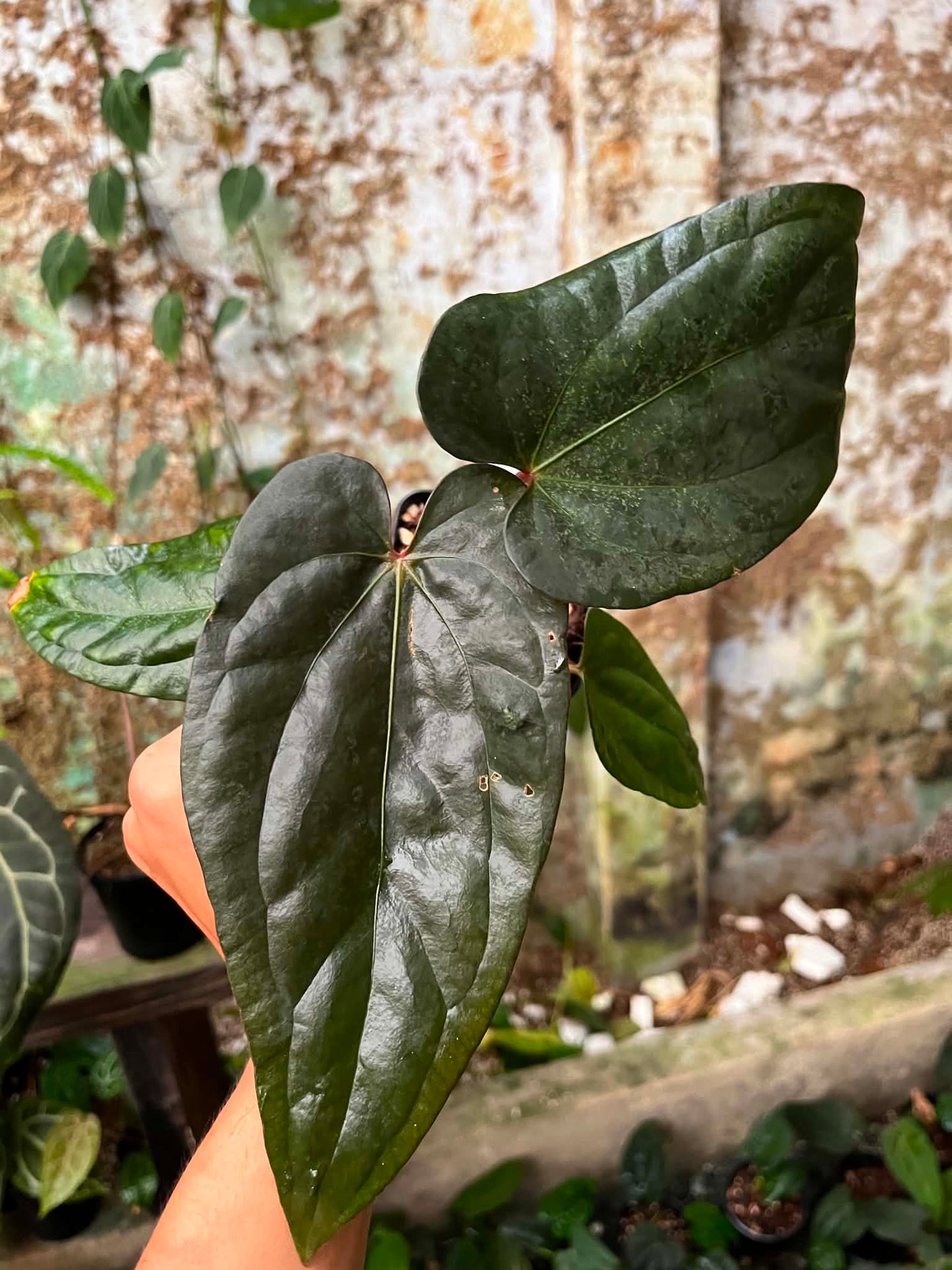 Anthurium AOS x BVEP by Han Kirok