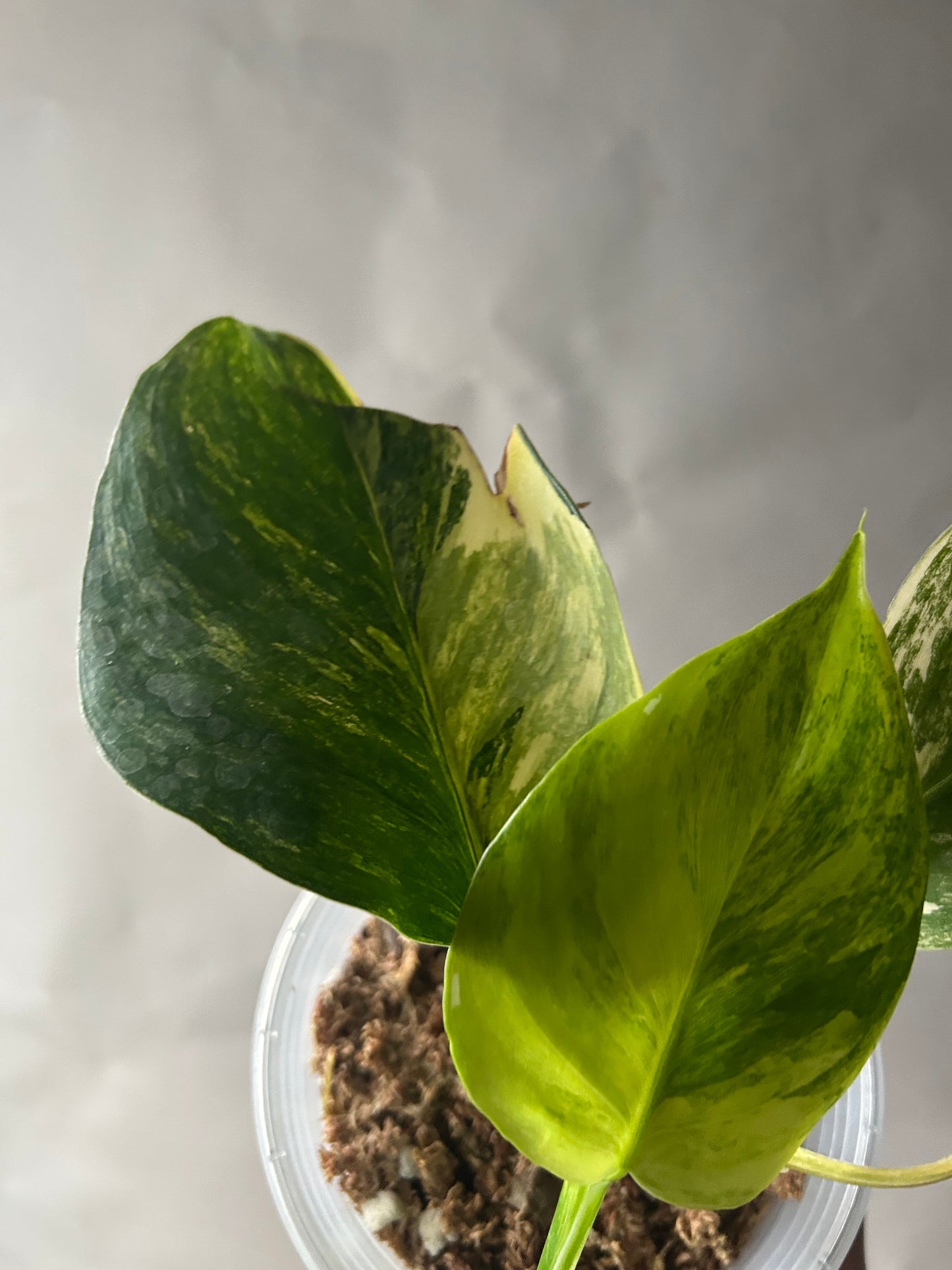Philodendron White Wizard Tricolor (Aurea)