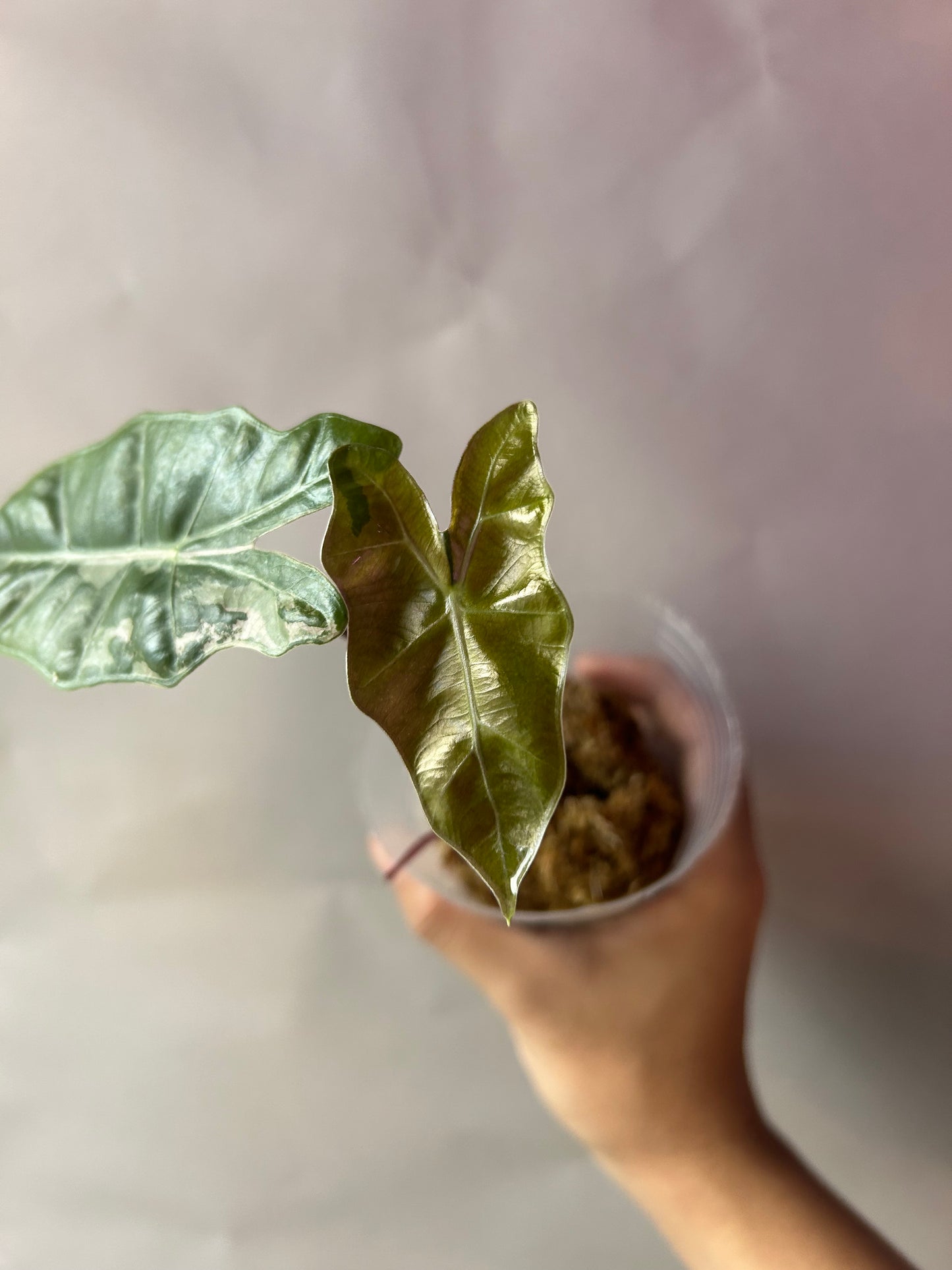 Alocasia Psedou Sanderiana Albo Pink