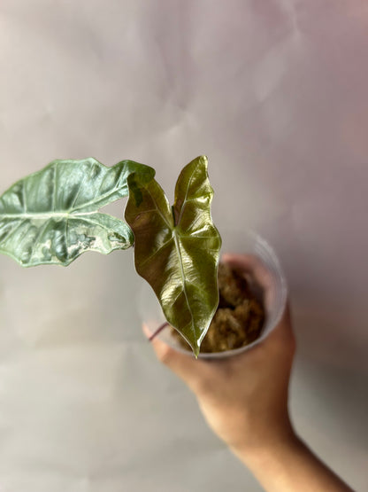 Alocasia Psedou Sanderiana Albo Pink