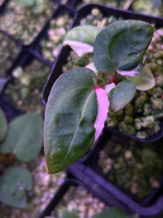 Anthurium ‘Patrick Star’ No. 10