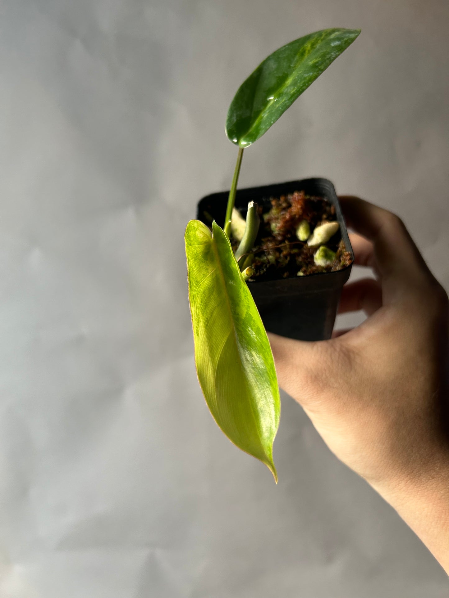 Philodendron Florida Beauty X Mayoi ( Kitina )