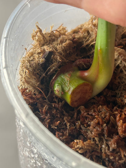 Philodendron Pastazanum Albo