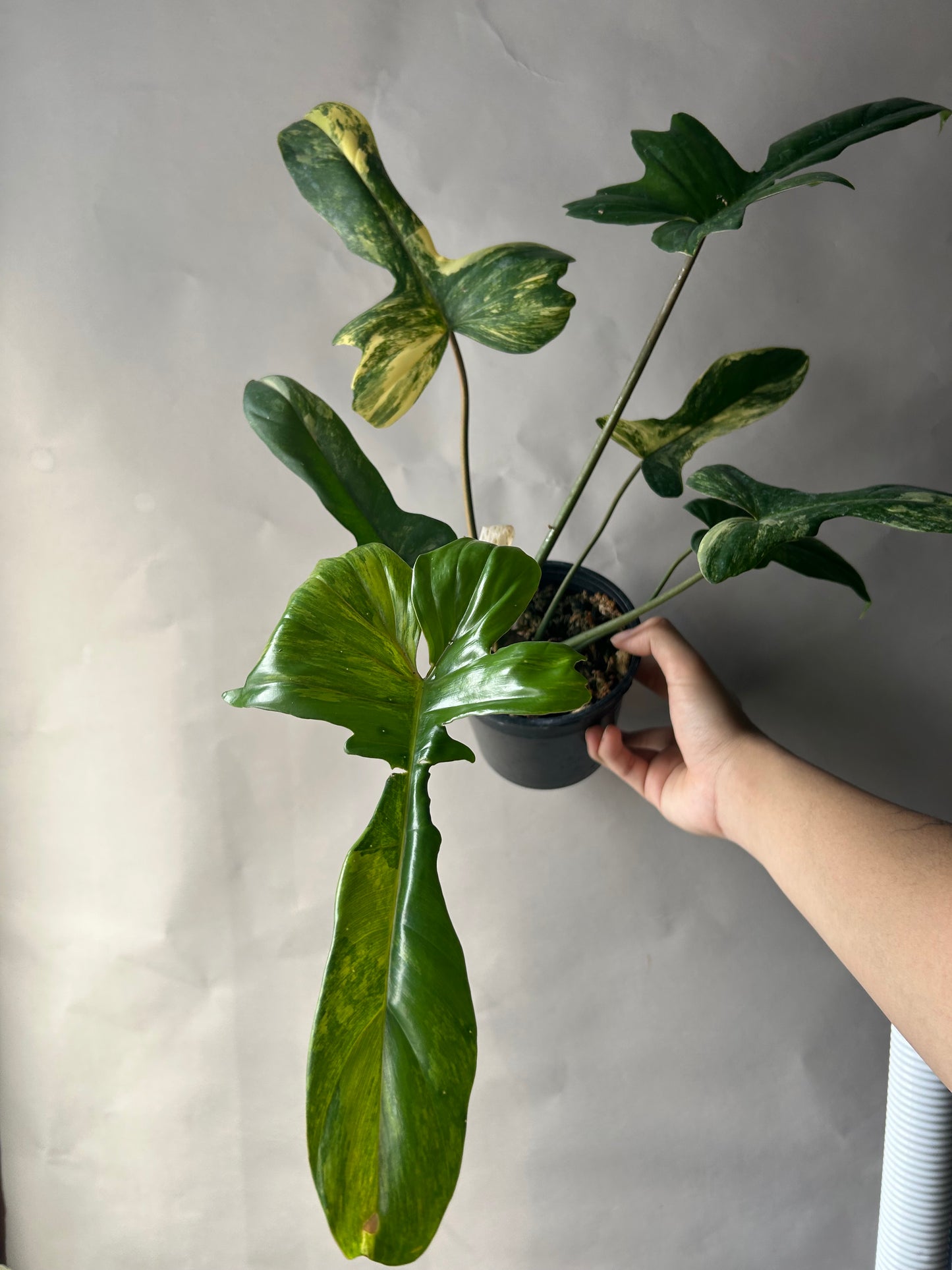 Philodendron Flobe x Mayoi