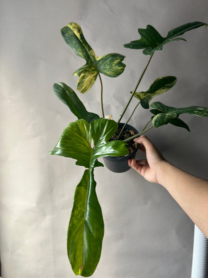 Philodendron Flobe x Mayoi