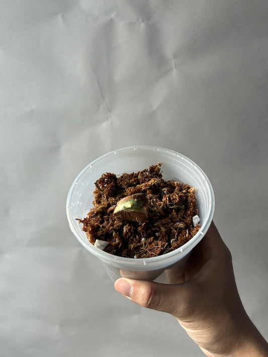 Philodendron Pastazanum Albo