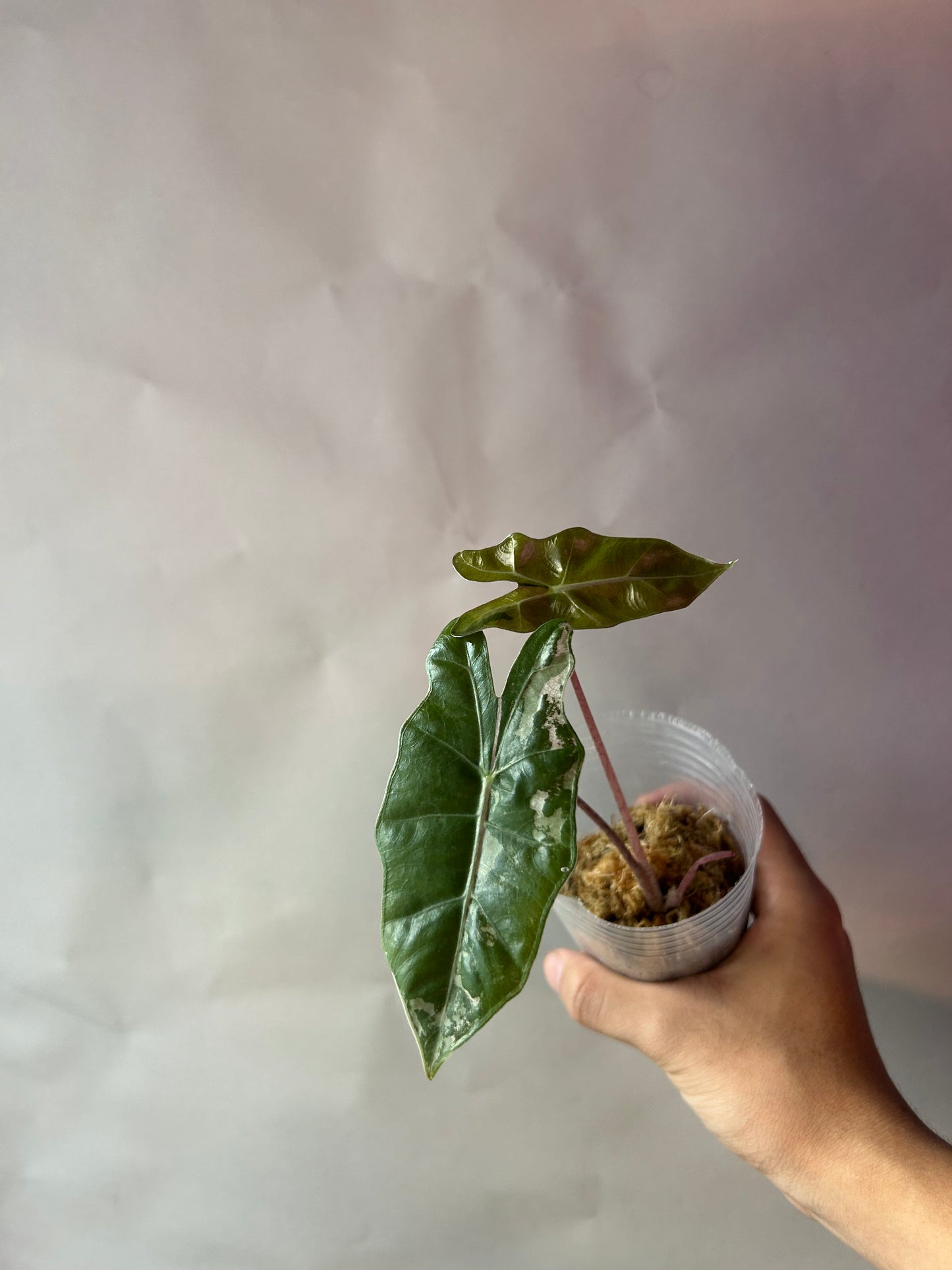 Alocasia Psedou Sanderiana Albo Pink
