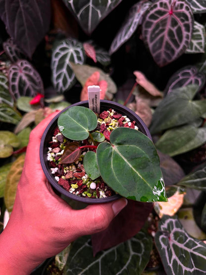 Anthurium (Carlablackie ‘District’ x Carlablackie RA8) S1