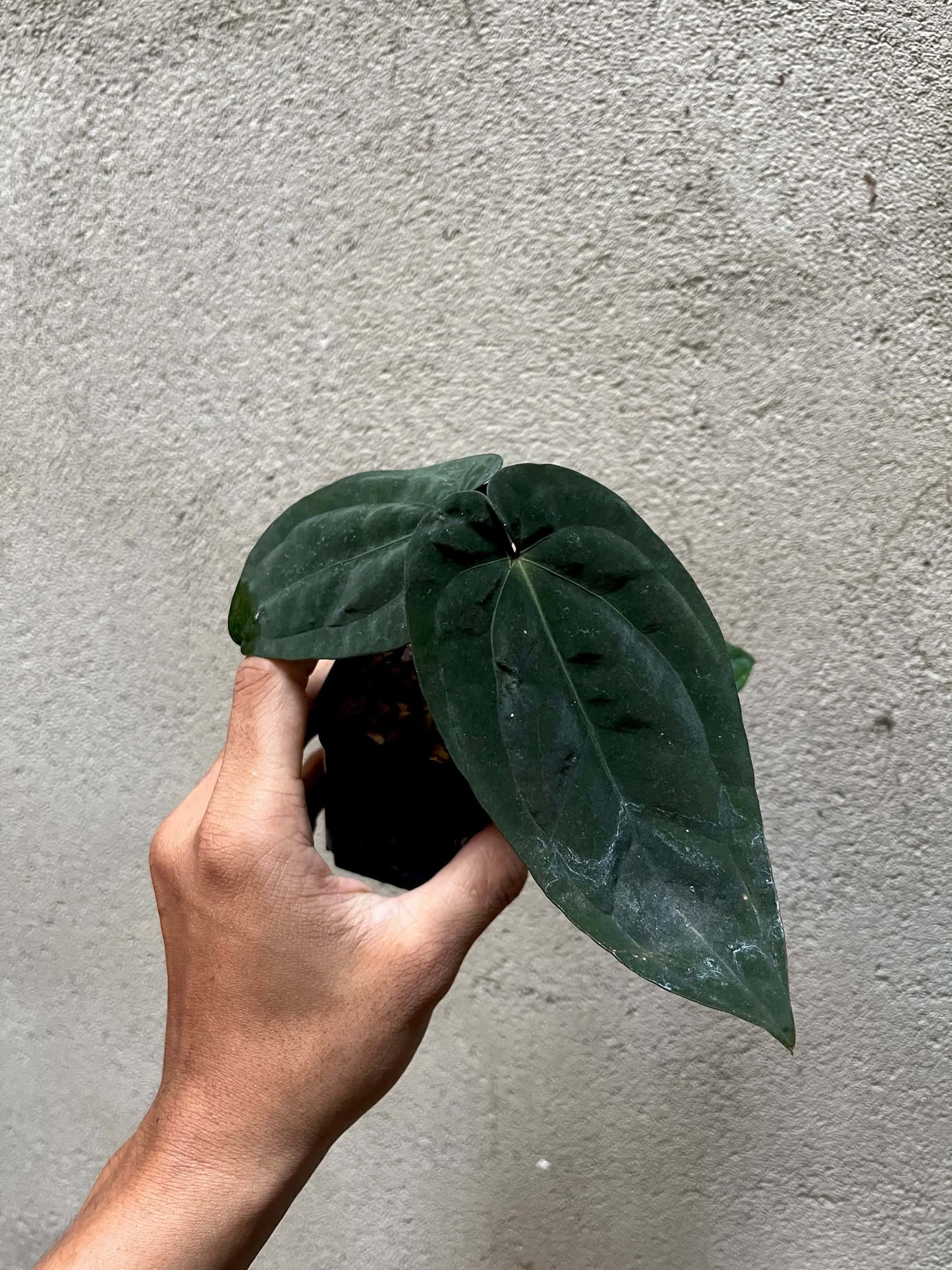Anthurium AOS ‘Tezula’ x Bvep by Han Kirok
