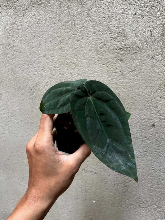 Anthurium AOS ‘Tezula’ x Bvep by Han Kirok
