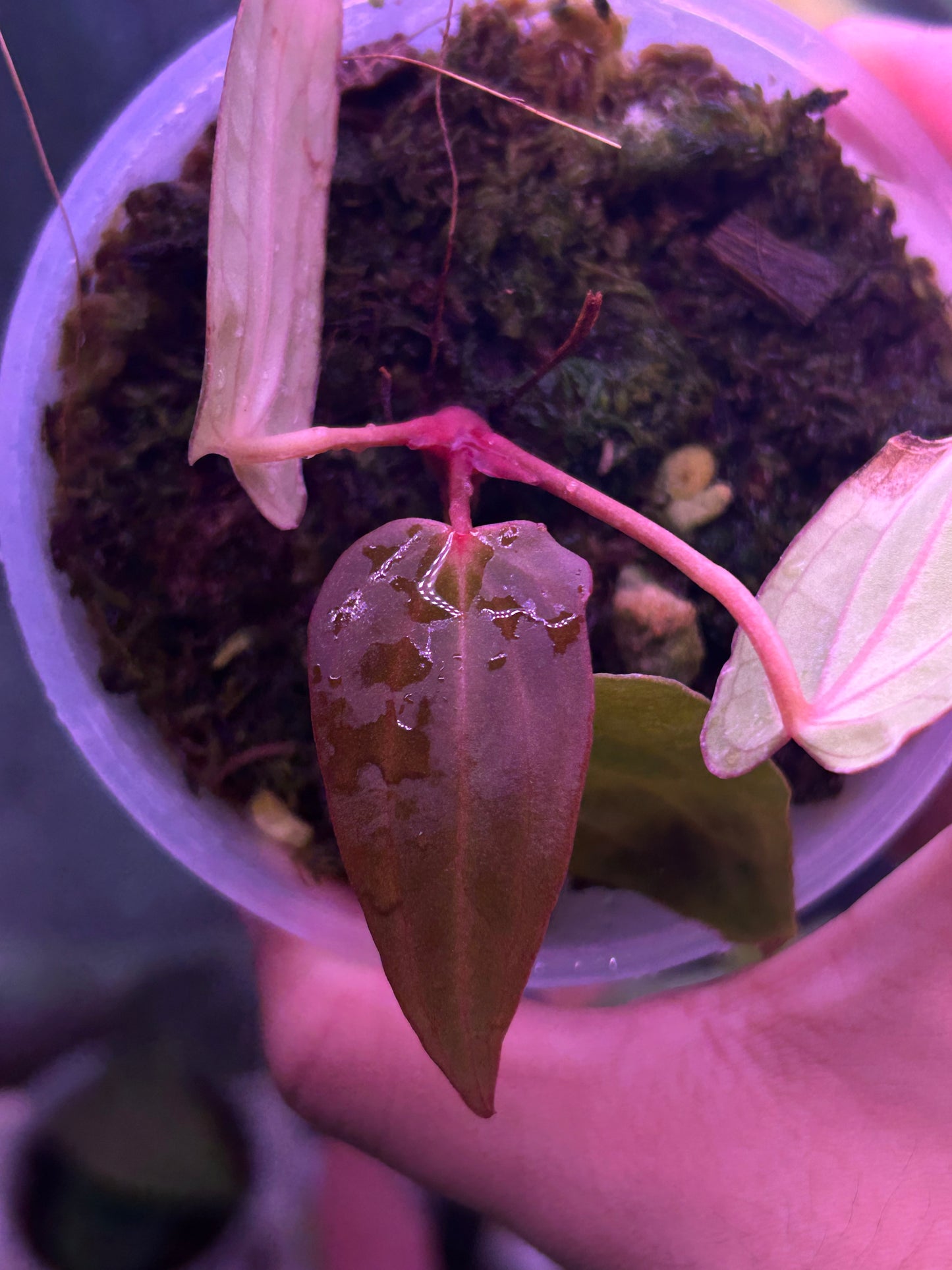 Anthurium Dressleri x RVDP S1