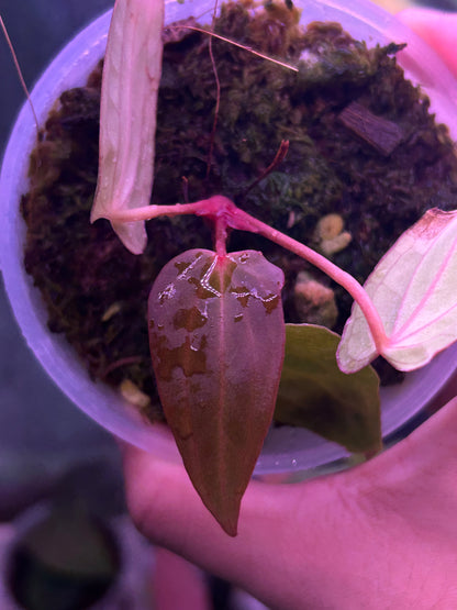 Anthurium Dressleri x RVDP S1
