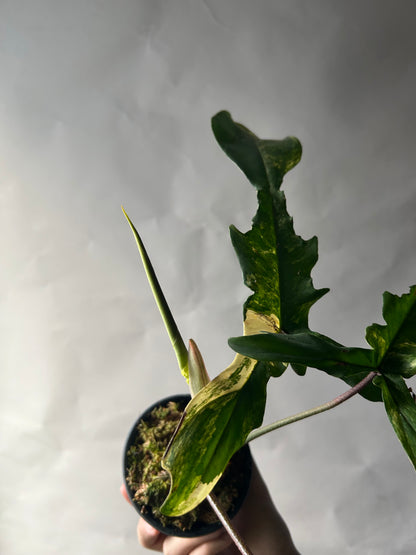 Philodendron Florida Beauty