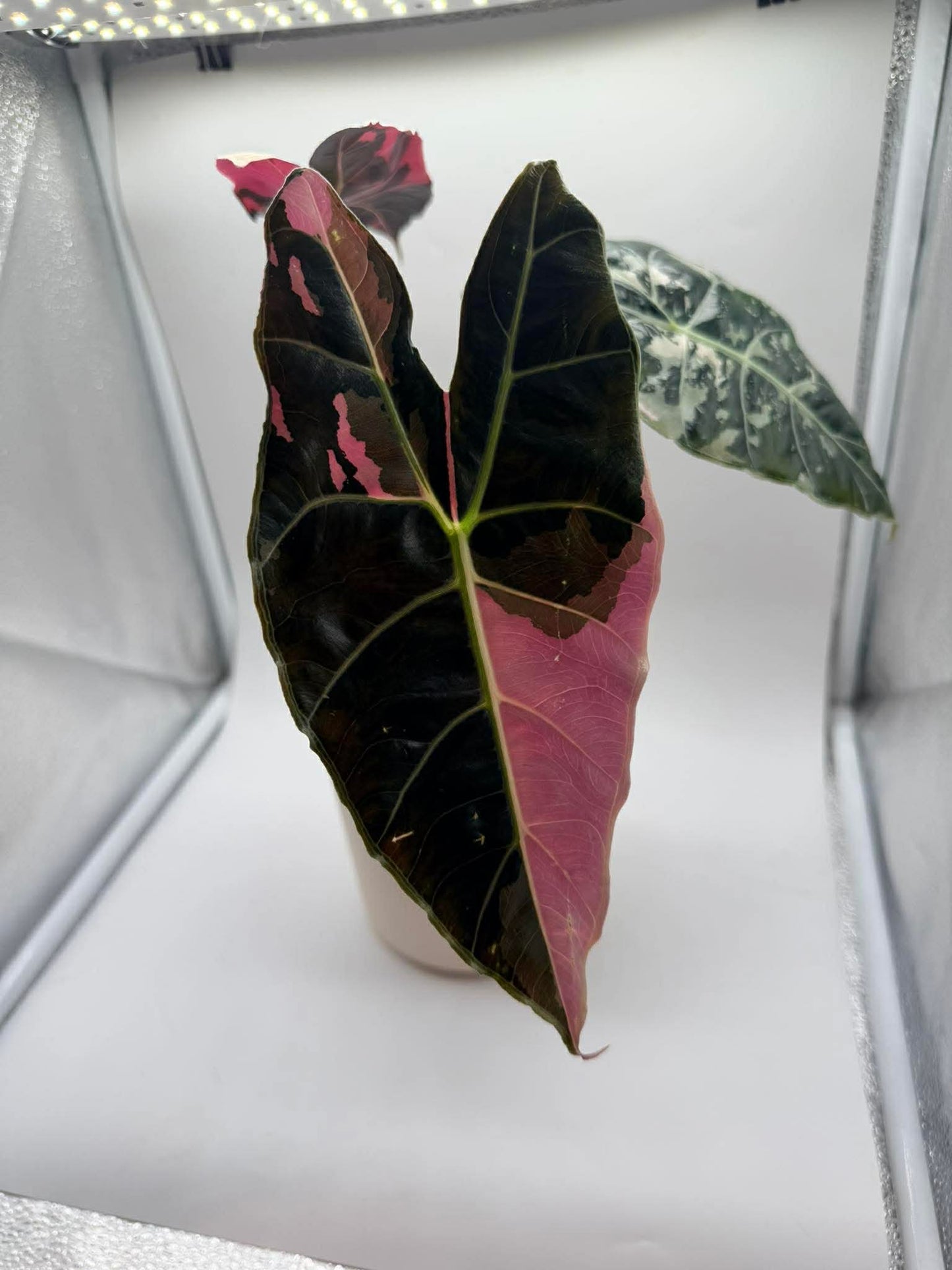 Alocasia Black Saturn Pink